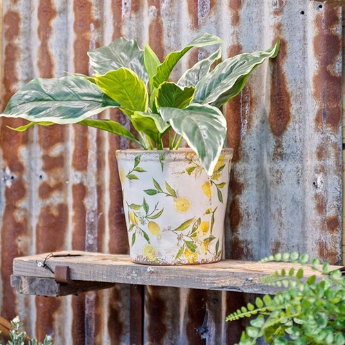 Lemon Plant Pot - Large